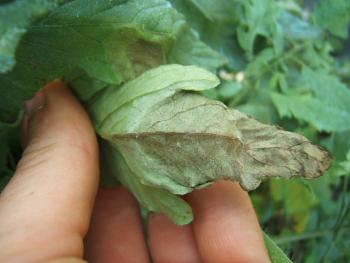 A tomato leaflet with an olive-green lesion.