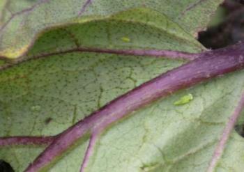 A small green wedge-shaped insect on the underside of an eggplant leaf.