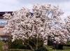 Saucer magnolia