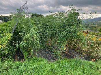 Ripe cherry tomatoes on tent-shaped trellising on a farm