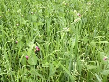 Oats and peas