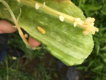 A yellow maggot inside a pepper.