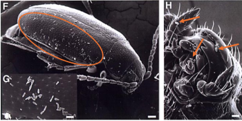 Microscopy pictures of a flea beetle with many tiny rod-shaped structures on its body and around its mouthparts.