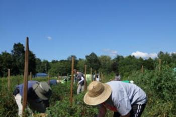 Several people harvesting tomatoes in a field.