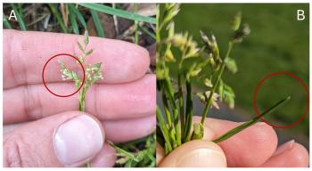 This image shows the flower and leaf tip of Poa annua.