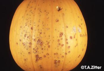 A pumpkin with lots of small, sunken lesions.