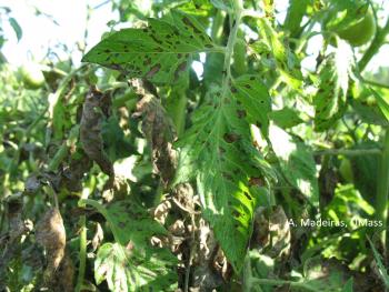 Tomato foliage with many small, brown lesions.