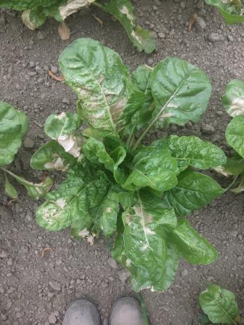 A chard plant with blotchy dry, tan patches on the leaves.