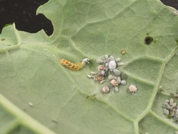 A yellow maggot holding a cabbage aphid in its mouth.