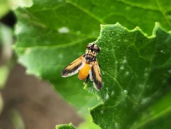 An orange and black fly.