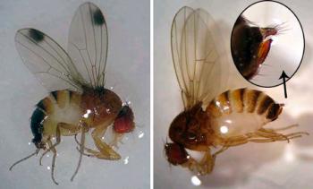 Spotted Wing Drosophila