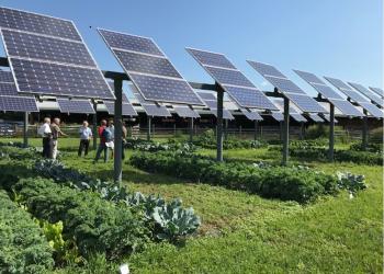 Solar arrays among crops in Hadley, Mass.