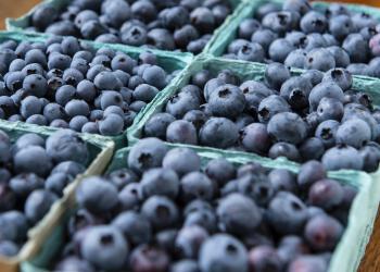 Massachusetts blueberries