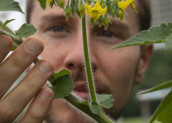 Jacob Barnett examines wild tomato stem