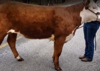 cow as entry for 4-H virtual fair
