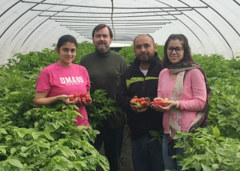 Zoraia Barros, Frank Mangan, Beto Godoy-Hernandez and Yasmin Del Rio, in a high tunnel of ají dulce at the UMass research farm in Deerfield.