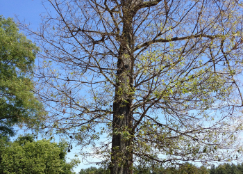 Gypsy moth damage to tree in Hanson, MA June, 2016. Photo by Deborah Swanson
