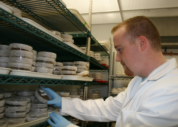 Paul Travers selects plant cell culture dish for research
