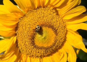 Bumblebee pollinates sunflower. Ben Barnhart photo credit