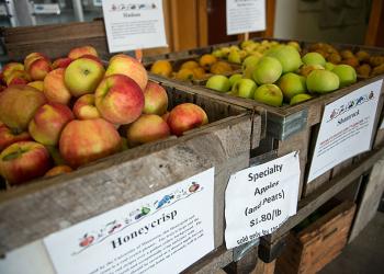 Apples at Umass grading apples at Apples at Cold Spring Orchard Research and Education Center in Belchertown