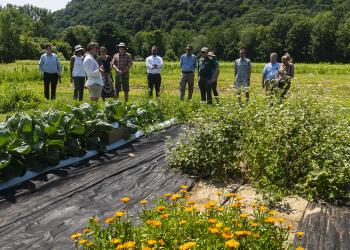 Research plot at South Deerfield Farm