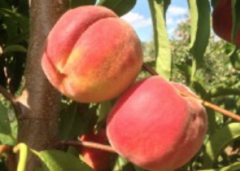 tree-ripe peaches