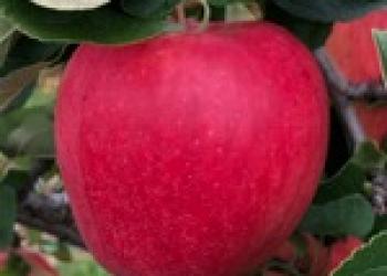 Ambrosia apple