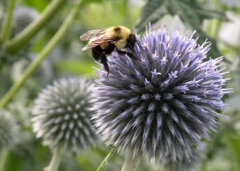 Bombus bee