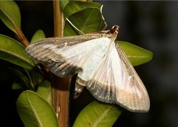 Boxwood moth