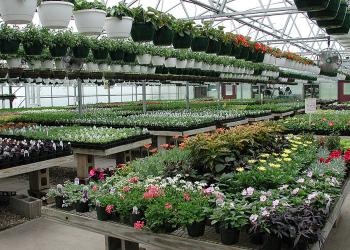 Greenhouse Plants