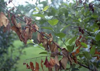 fire blight on apple