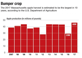 a chart showing Apple crop in Massachusetts expected to reach 10-year high