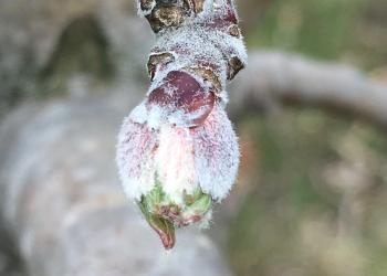 green tip apple