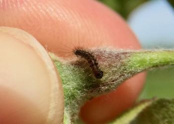 Gypsy moth caterpillar