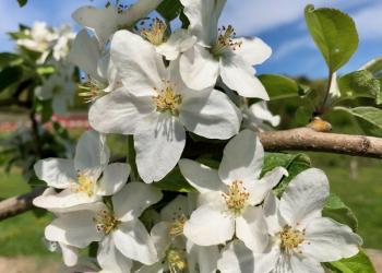 apple Bud Stages, May 14, 2018