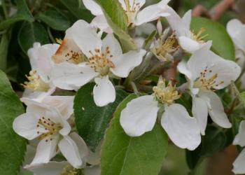 honey crisp apple flower