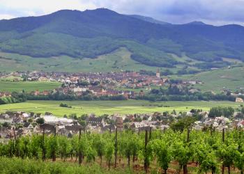 Vineyard in Colmar, France, where co-author Christoph Bertsch teaches at the Laboratoire Vigne Biotechnologies et Environnement, Université de Haute-Alsace.