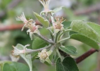 mac apple flowers