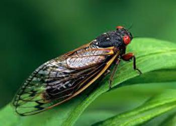 Periodical cicada adult