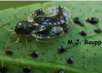 Adult andromeda lace bug. (Image: Mike Raupp.)