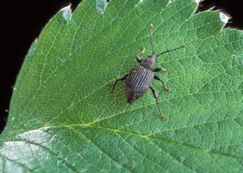 Black vine weevil adult. Photo: Peggy Greb, USDA Agricultural Research Service, Bugwood.