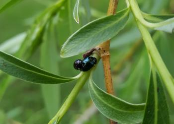Imported willow leaf beetle adults. Photo: Tawny Simisky