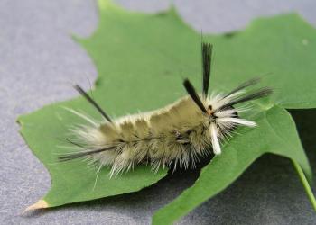 Pale tussock moth caterpillar. Photo: Bruce Watt, University of Maine, Bugwood.