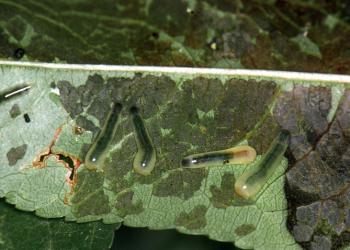 Pearslug sawflies. Photo: Jerry A. Payne, USDA Agricultural Research Service, Bugwood.