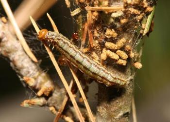 Pine false webworm caterpillar and frass. Photo: Barry Lyons, Canadian Forest Service, Bugwood.