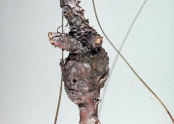 Damage caused by the pitch twig moth. Photo: John Moser, USDA Forest Service, Bugwood.