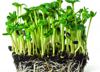 microgreens growing