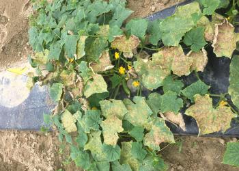 Cucurbit downy mildew causes yellowing and dieback of cucumber foliage.