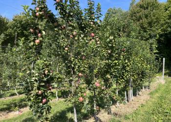 Apple trees in a row