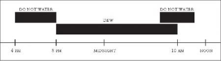 chart: 4-8pm do not water turf, 8pm - 10am Dew, around 10am do not water 